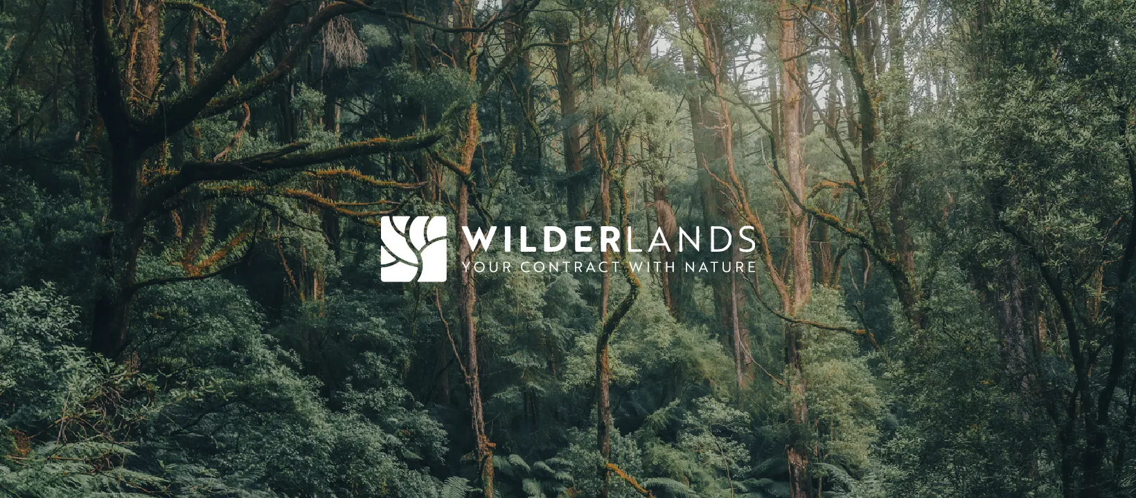 The Wilderlands wordmark and tagline set over a misty temperate rainforest.
